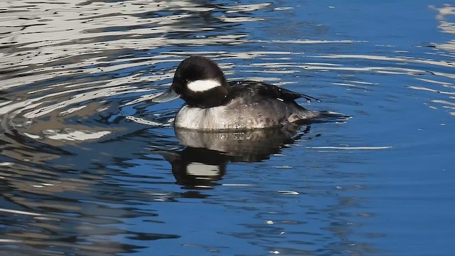 Bufflehead - ML648925548