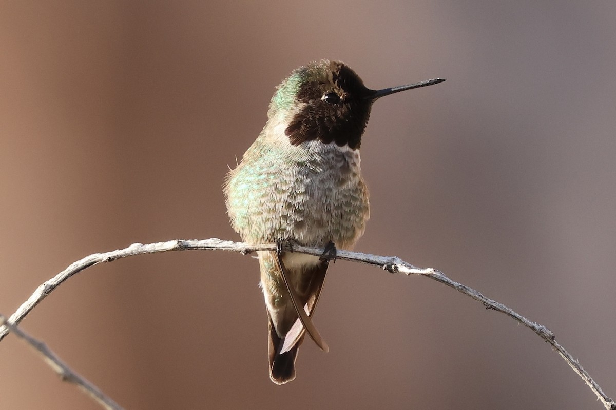 Anna's Hummingbird - ML648925862