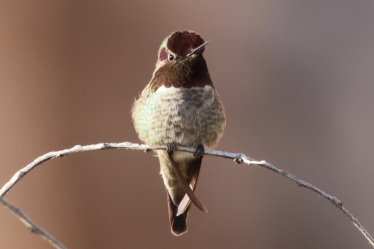 Anna's Hummingbird - ML648925863