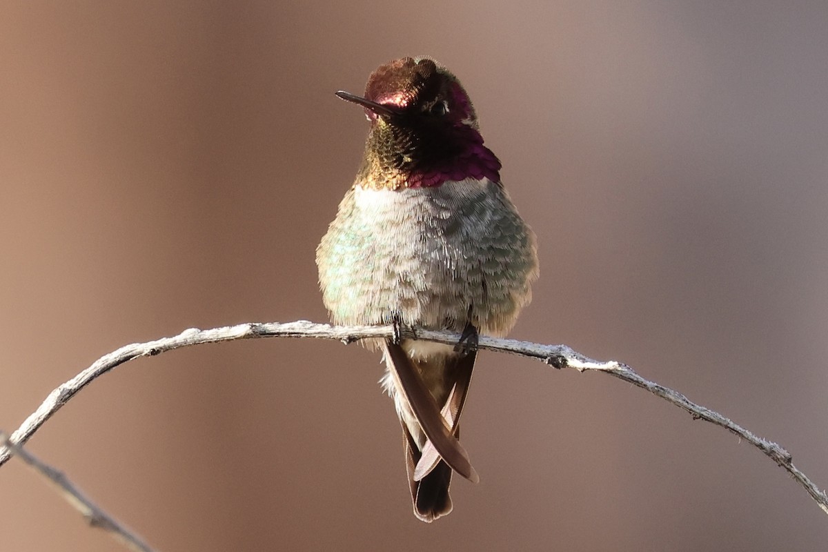 Anna's Hummingbird - ML648925864