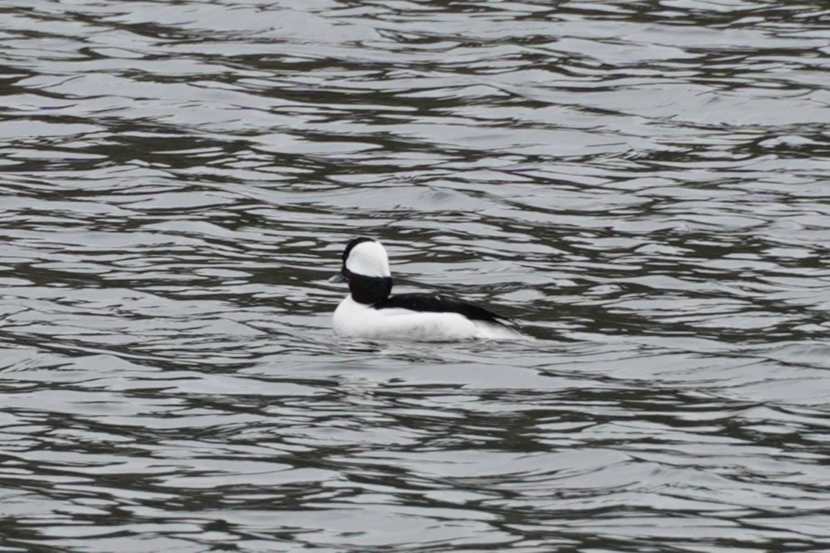Bufflehead - ML648925921
