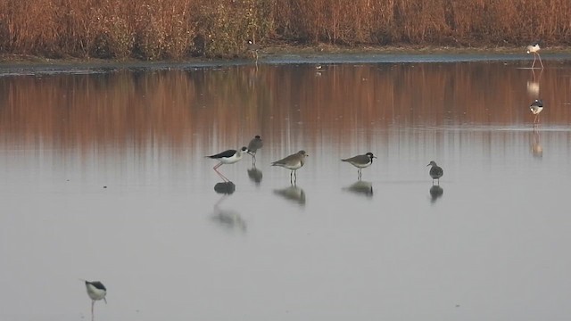 Gray-headed Lapwing - ML648926043