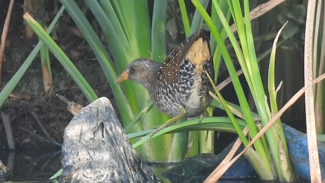 Spotted Crake - ML648926432