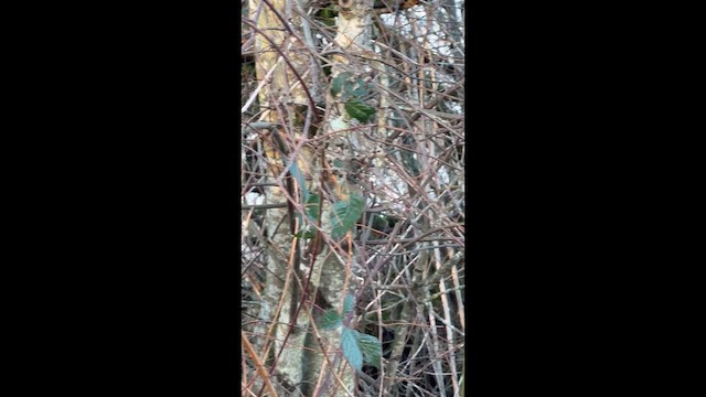 Ruby-crowned Kinglet - ML648926508