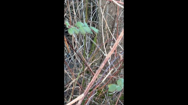 Ruby-crowned Kinglet - ML648926509