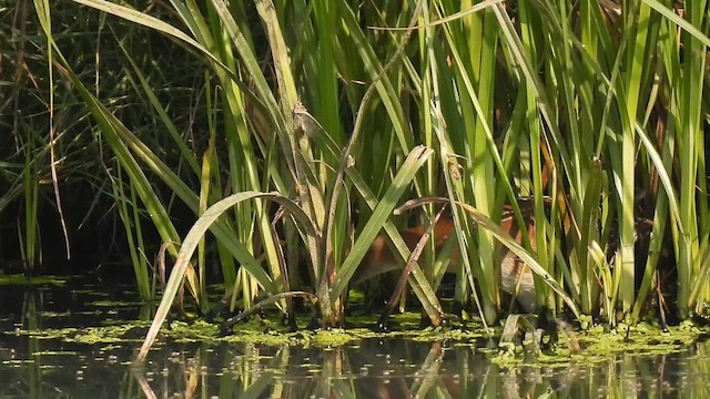 Baillon's Crake - ML648926562