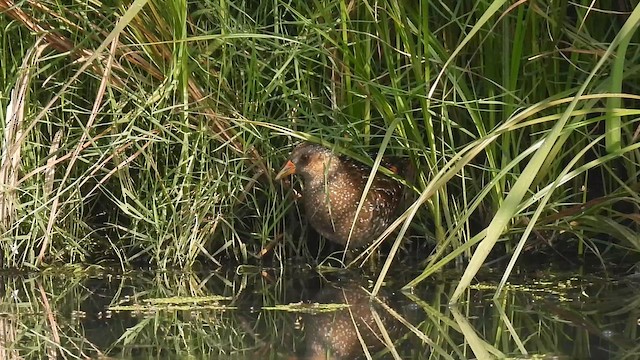 Spotted Crake - ML648926565