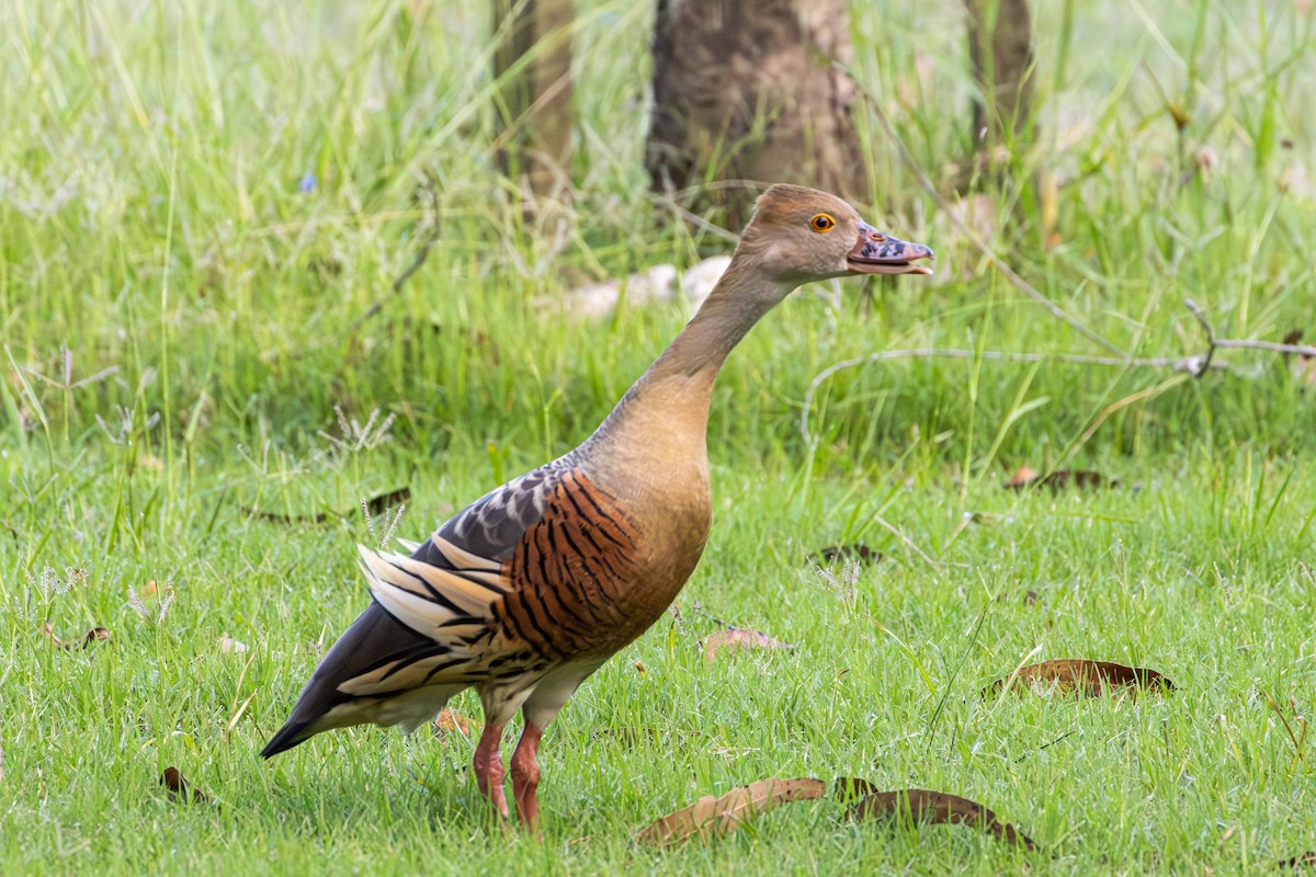 Plumed Whistling-Duck - ML648926777