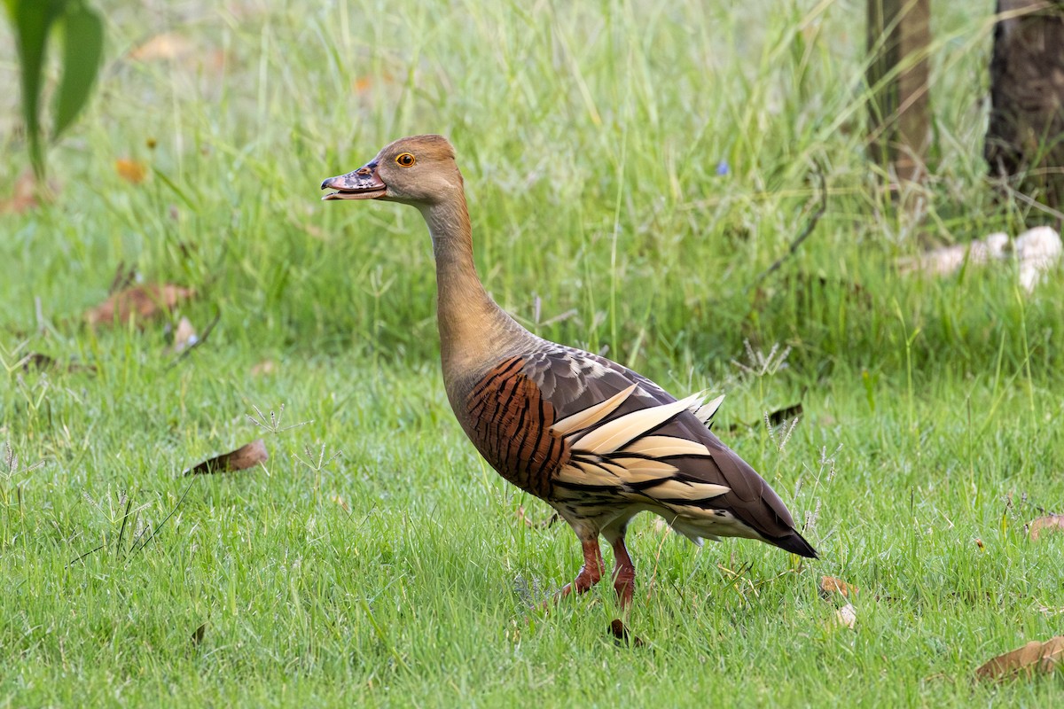 Plumed Whistling-Duck - ML648926778