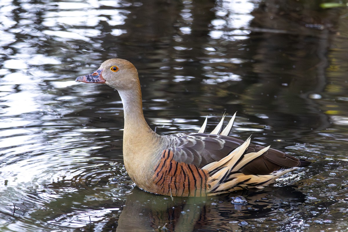 Plumed Whistling-Duck - ML648926781