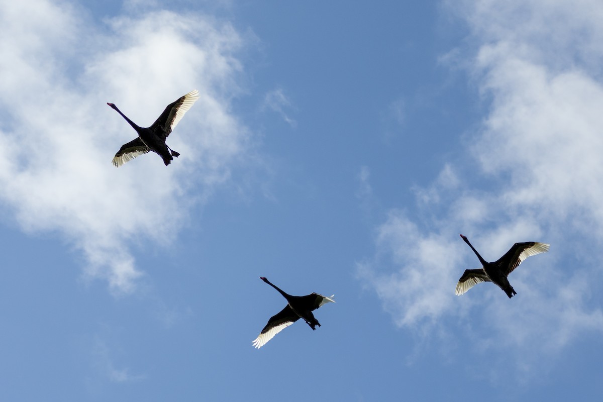 Black Swan - ML648926783