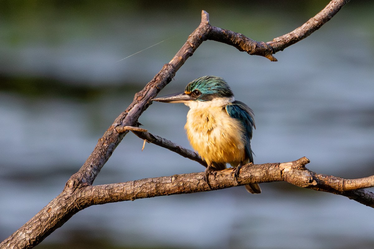 Sacred Kingfisher - ML648926796