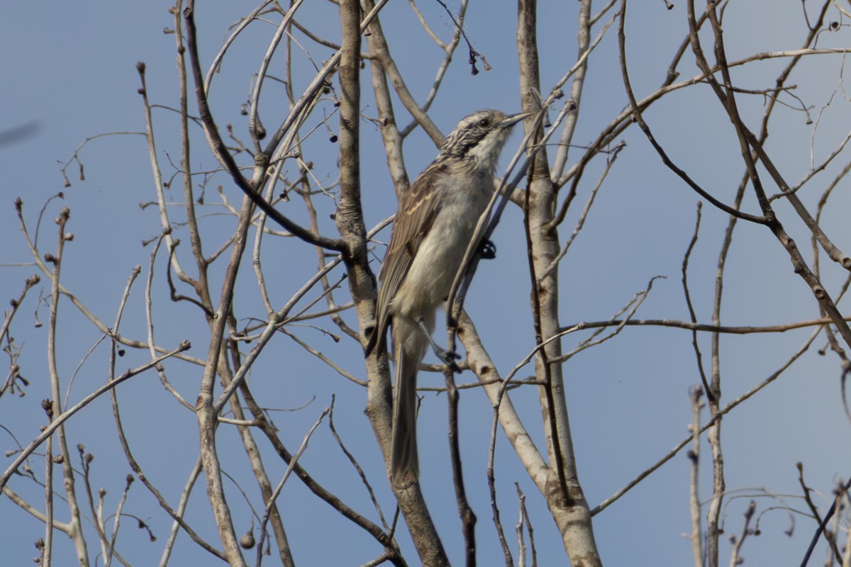 Striped Honeyeater - ML648926797