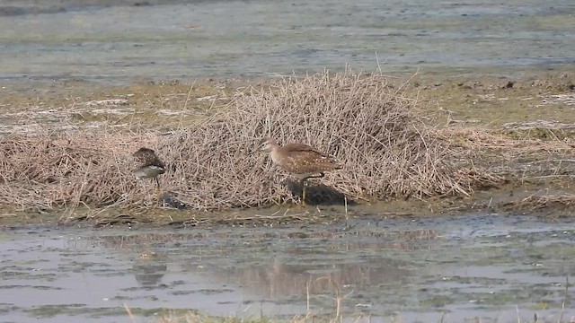 Wood Sandpiper - ML648926807