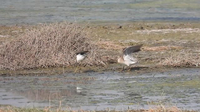 Wood Sandpiper - ML648926808