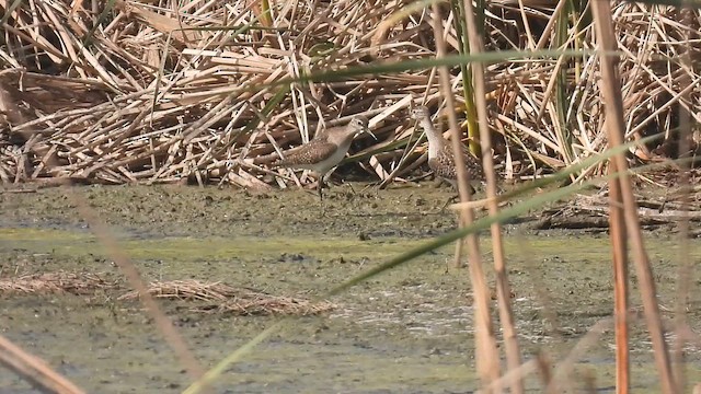 Wood Sandpiper - ML648926809