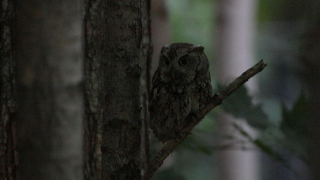 Eastern Screech-Owl - ML648926880