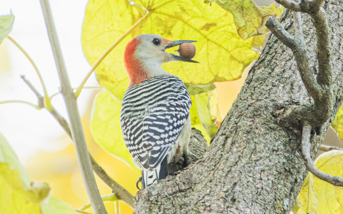 Red-bellied Woodpecker - ML648927271