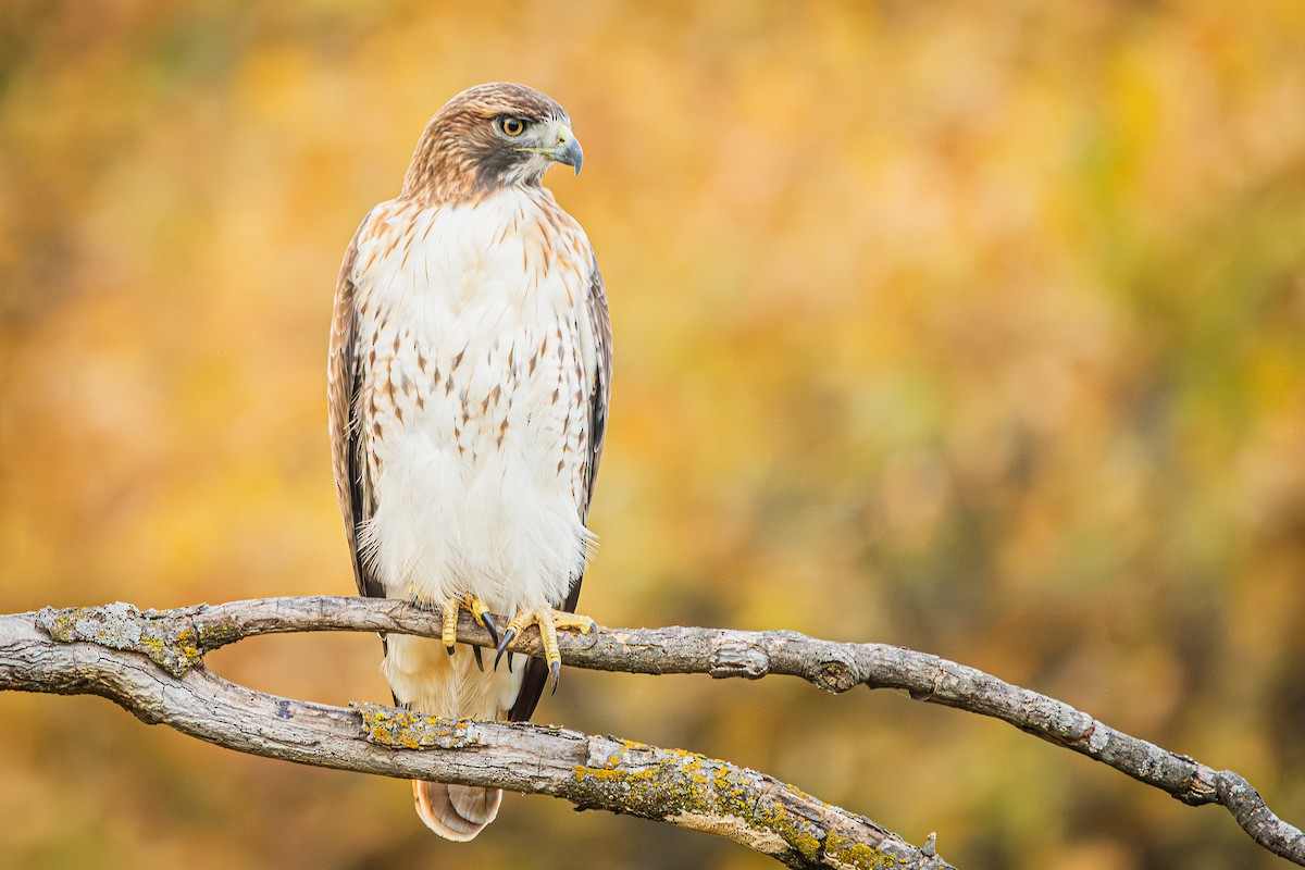 Red-tailed Hawk - ML648927272