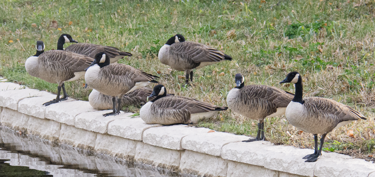 Canada Goose - ML648927275
