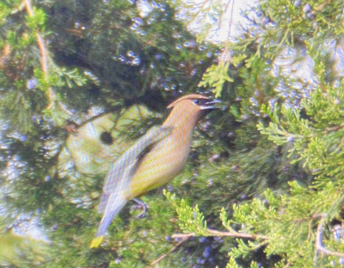 Cedar Waxwing - ML648927394