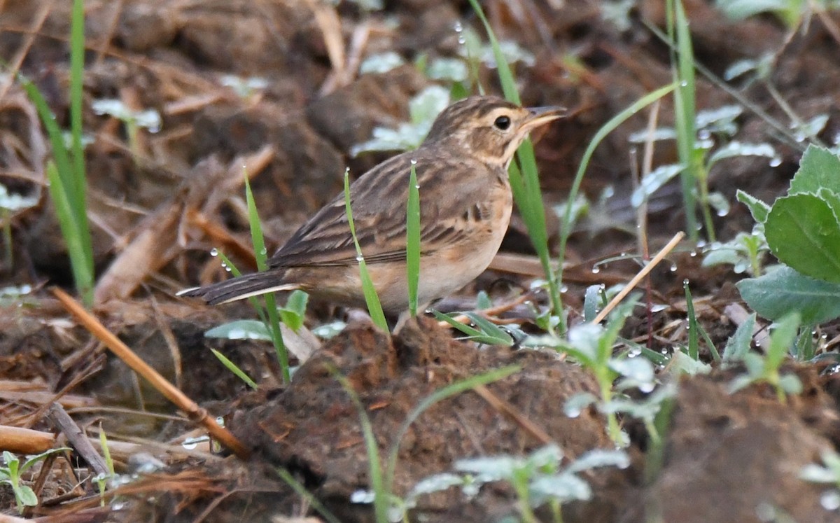 Orientspornpieper - ML648927464