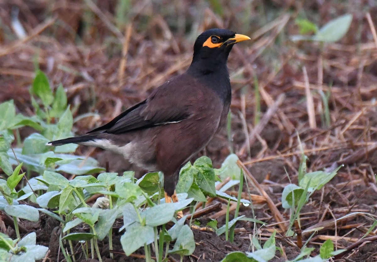 Hirtenmaina - ML648927466