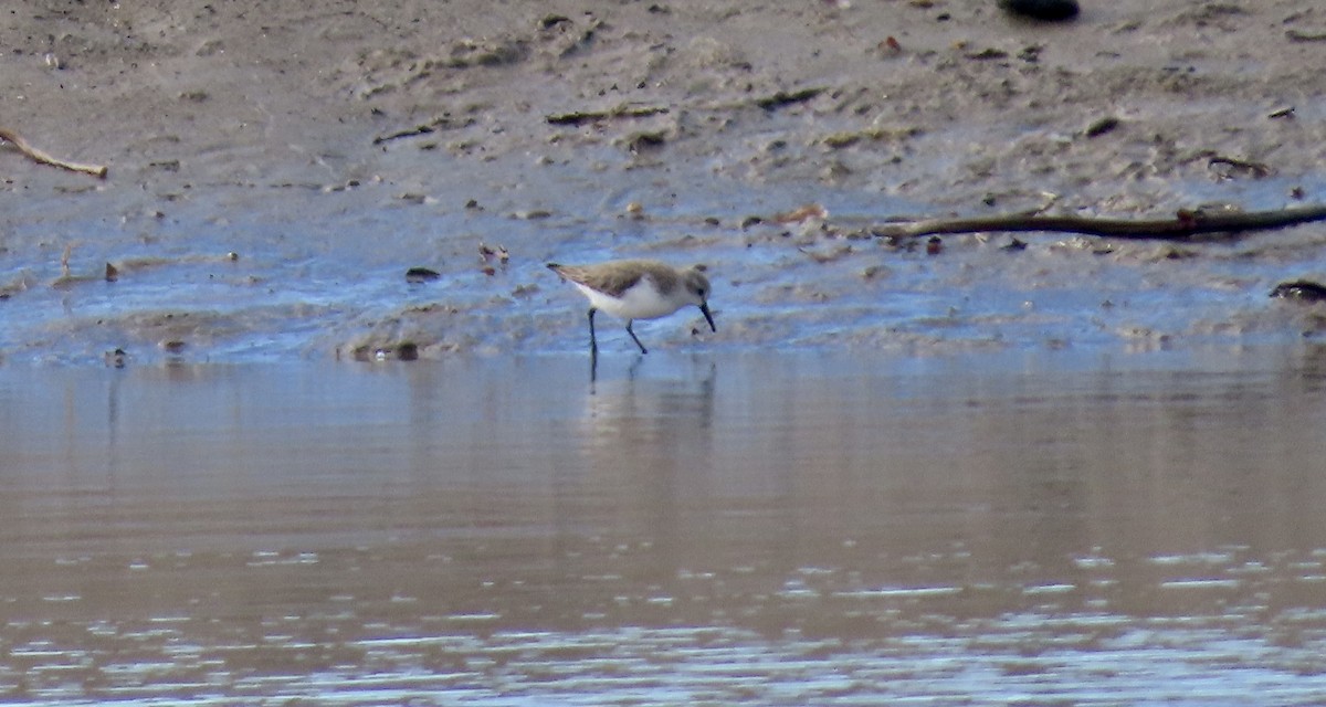 Gambecchio dell'Alaska - ML648927558