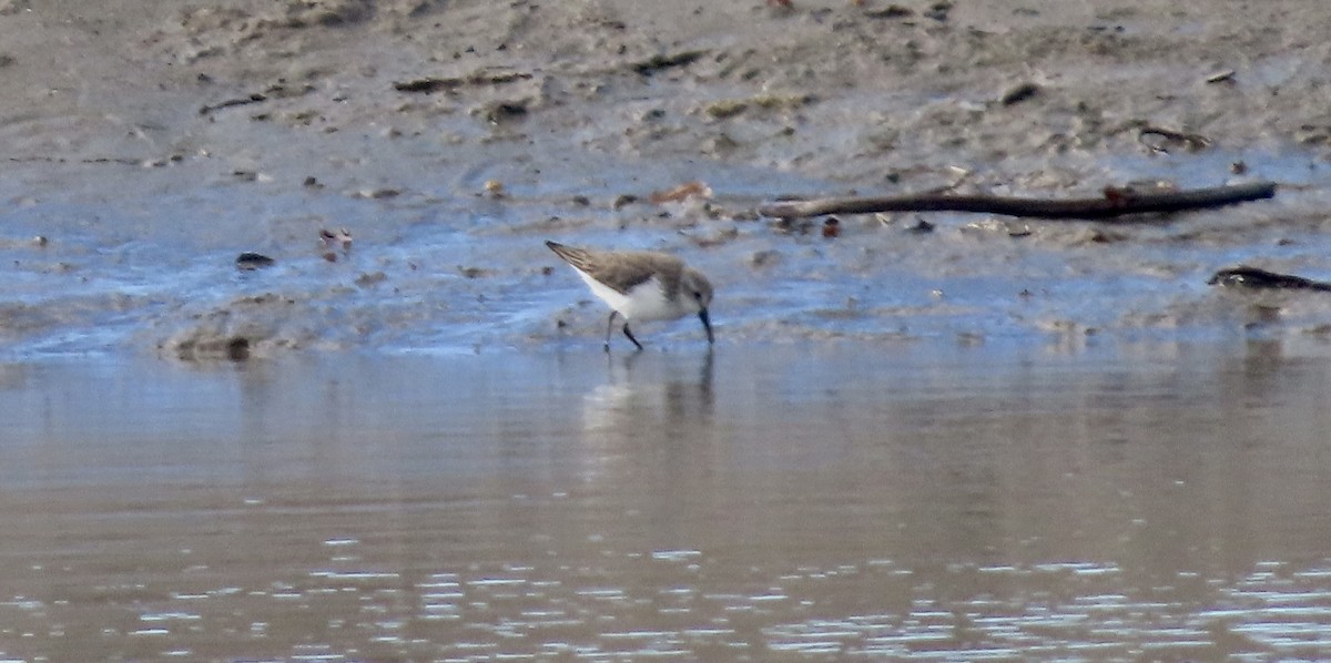 Gambecchio dell'Alaska - ML648927559