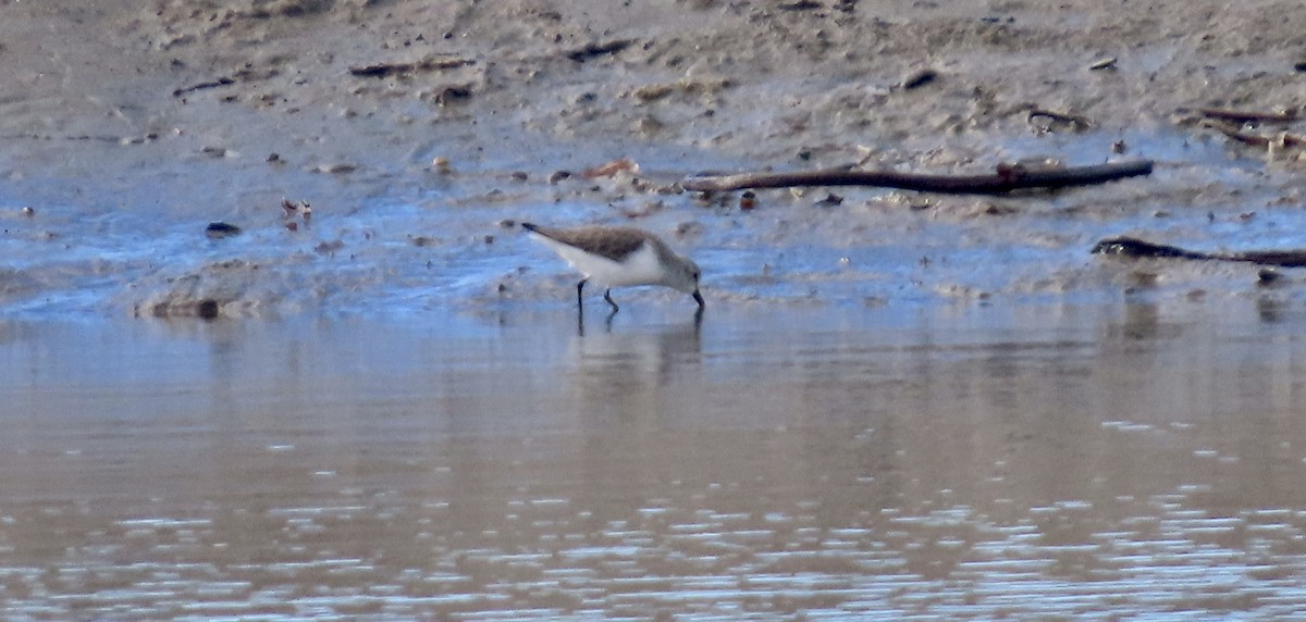 Gambecchio dell'Alaska - ML648927562