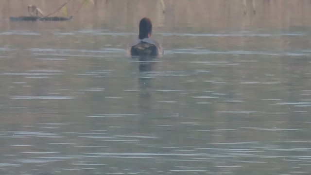 Red-crested Pochard - ML648927827