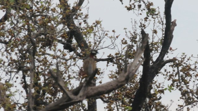 ムナグロシャコ - ML648927938