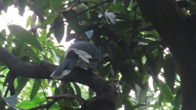 キタカササギサイチョウ - ML648927963