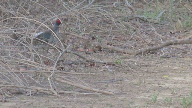 ミヤマハッカン - ML648927985