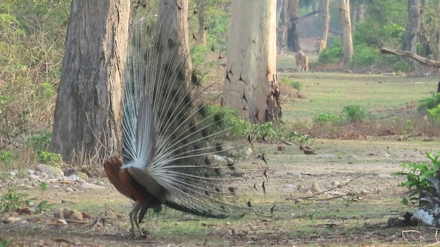 インドクジャク - ML648927991