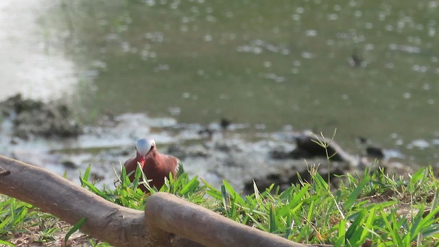 キンバト - ML648927998