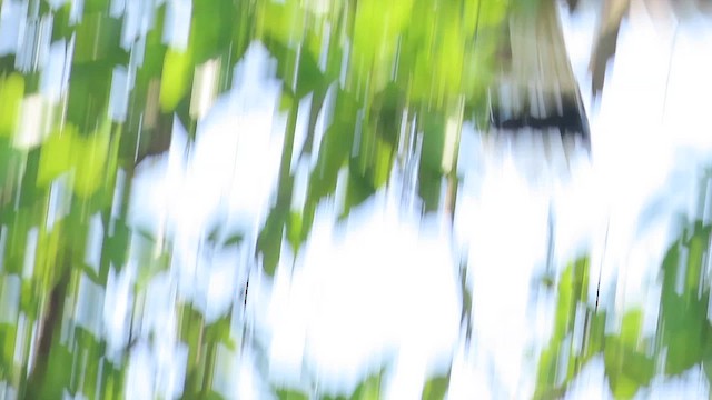 オオサイチョウ - ML648928005