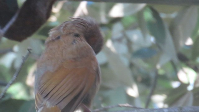 ムナフガビチョウ - ML648928029