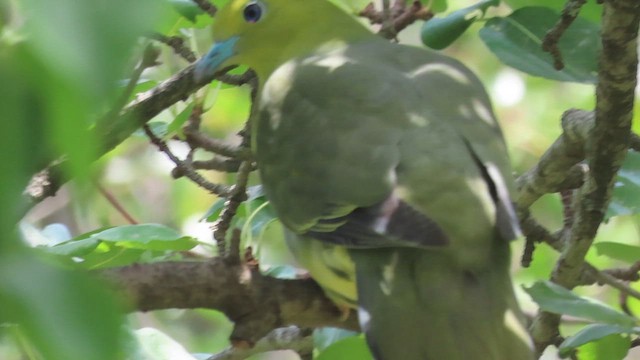 Wedge-tailed Green-Pigeon - ML648928074
