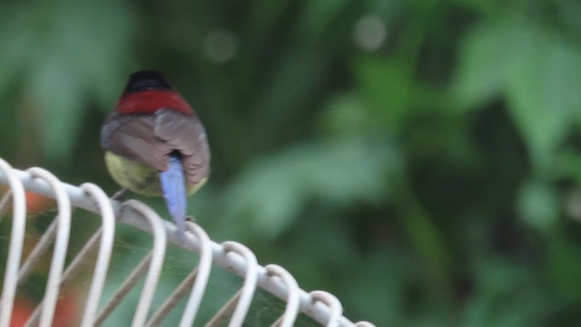 Souimanga sombre - ML648928077