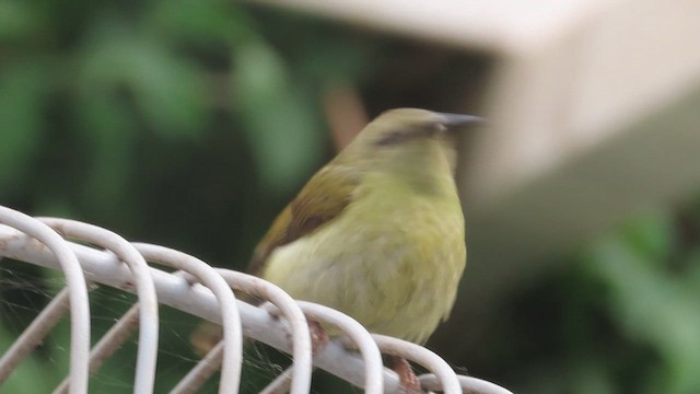 Souimanga sombre - ML648928088