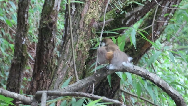 ノドジロガビチョウ - ML648928100