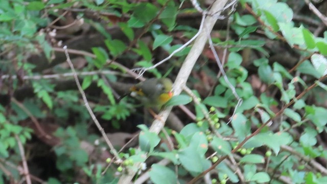 ソウシチョウ - ML648928121