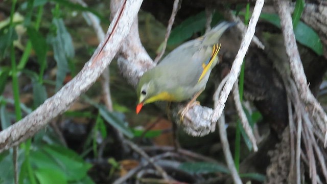 ソウシチョウ - ML648928123