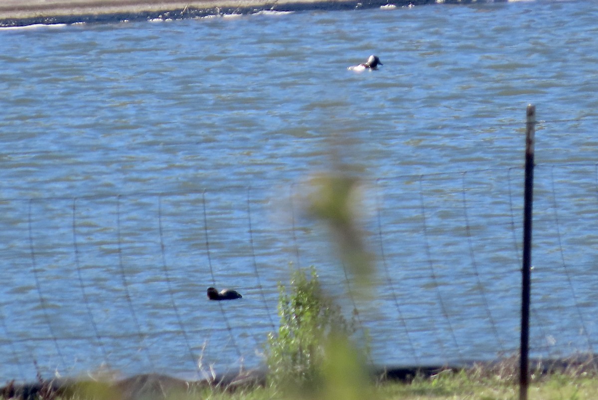 Bufflehead - ML648928141