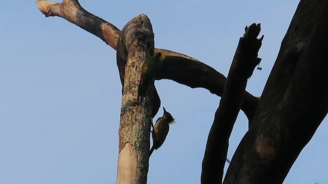 キエリアオゲラ - ML648928149