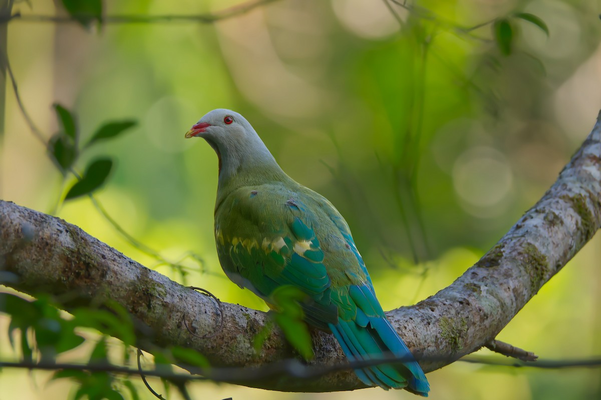 Wompoo Fruit-Dove - ML648928246