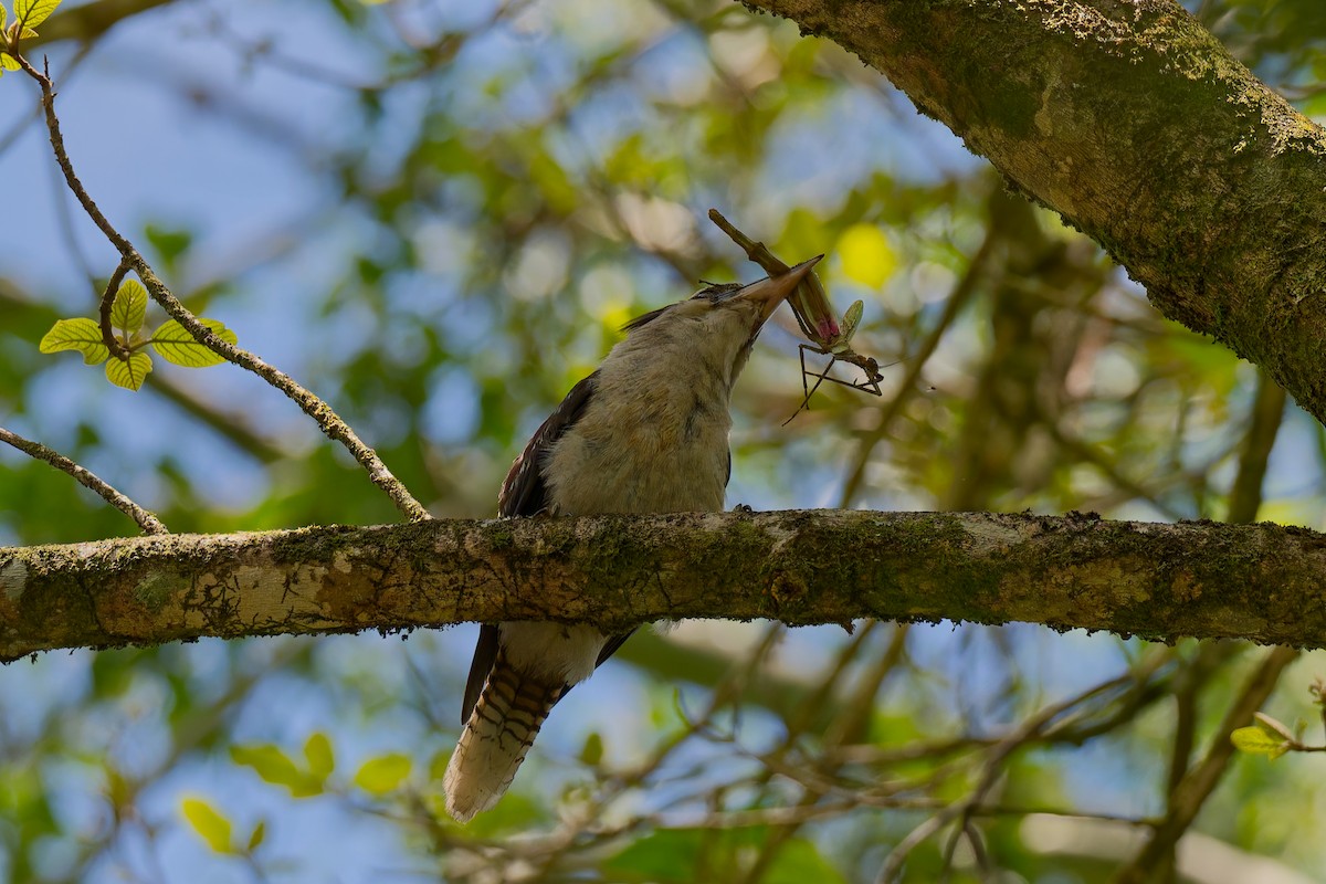 Laughing Kookaburra - ML648928253