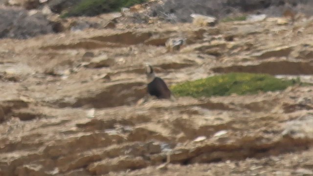 Himalayan Snowcock - ML648928272