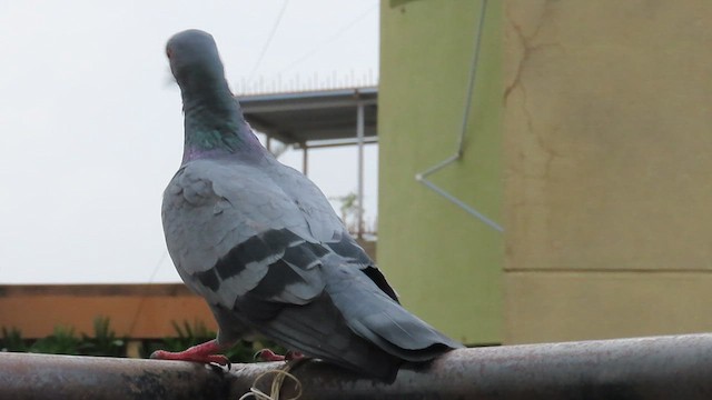Rock Pigeon (Feral Pigeon) - ML648928319